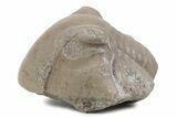 Bargain, Partial Illaenus Schmidti Trilobite - Russia #363228-2